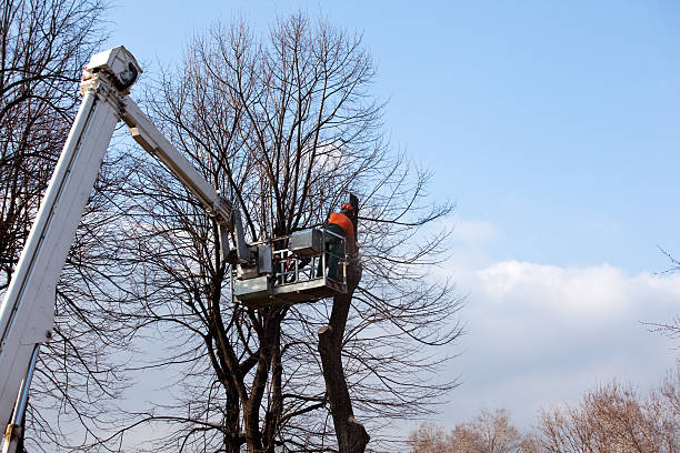 Trusted Scott City, MO Tree Care Experts